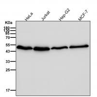 Ephrin B2 Rabbit mAb