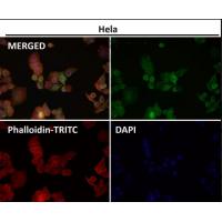 Ephrin B2 Rabbit mAb