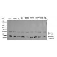 PLA2G1B Antibody