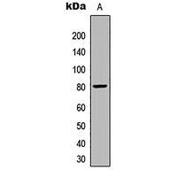 FZD9 Polyclonal Antibody