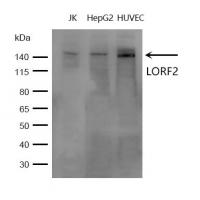 LORF2 Antibody