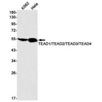 Transcriptional Enhancer Factor TEF Rabbit mAb