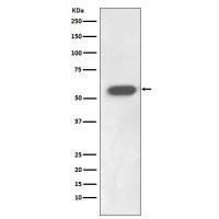 IRF7 Rabbit mAb