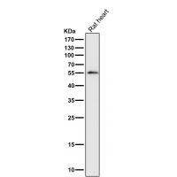 IRF7 Rabbit mAb