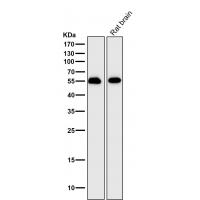 IRF7 Rabbit mAb