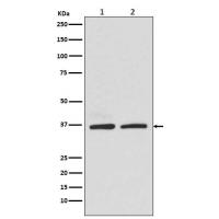 Rad51 Rabbit mAb