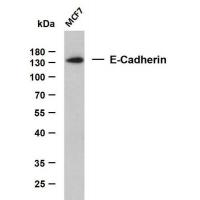 E-Cadherin mouse mAb