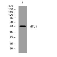 MTU1 rabbit pAb