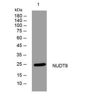 NUDT8 rabbit pAb