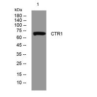 CTR1 rabbit pAb