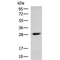 VEGFA Antibody