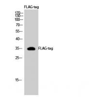 DYKDDDDK-Tag Rabbit Polyclonal Antibody