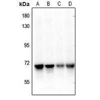 EPHA10 Antibody