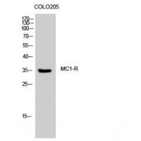 MC1R Antibody