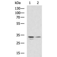 RARRES1 Antibody