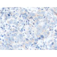 CD24 Antibody