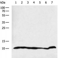 CD24 Antibody