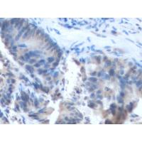 CDK19 Antibody