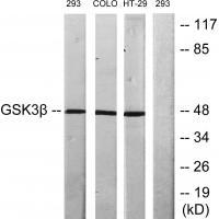 GSK3B antibody