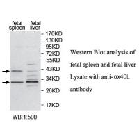 ox40L Antibody