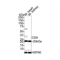 CD9 Antibody