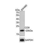 CD9 Antibody