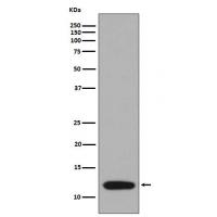 S100A4 Rabbit mAb