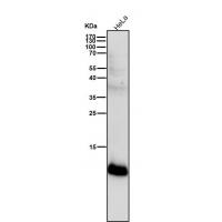 S100A4 Rabbit mAb