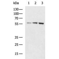 SLC2A6 Antibody