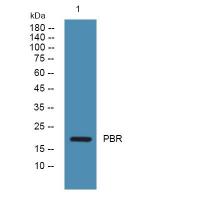 TSPO Antibody