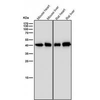 PGK1 Rabbit mAb