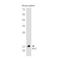 PIN1 Rabbit mAb