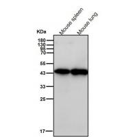 c-Maf Rabbit mAb