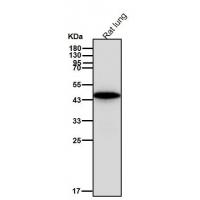 c-Maf Rabbit mAb