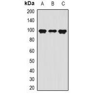 AOC3 Antibody