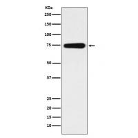 BMAL1 Antibody