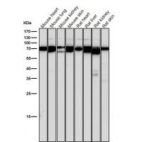 BMAL1 Antibody