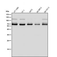 BMAL1 Antibody