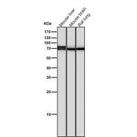 BMAL1 Antibody