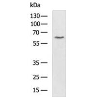 SOCS6 Antibody