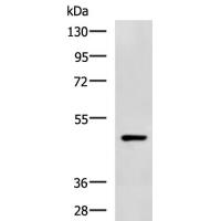 C3AR1 Antibody