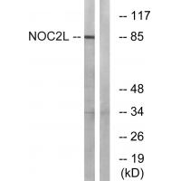 NOC2L Antibody