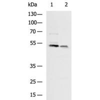 CHRDL2 Antibody