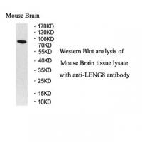 LENG8 Antibody