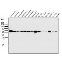 ATP5A1 Rabbit mAb