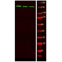 LATS1/2 (Phospho-Ser909/872) Antibody