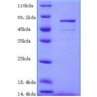 Recombinant Escherichia coli 30S ribosomal protein S3(rpsC)