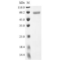 Recombinant Human N-myc proto-oncogene protein(MYCN)