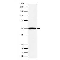 P2Y12 Rabbit mAb