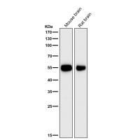 P2Y12 Rabbit mAb